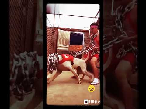 نمبر وان وهاتلي مسن