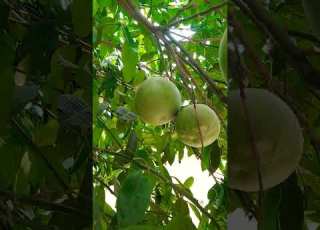Big Lemme Lemon Village Vlogs