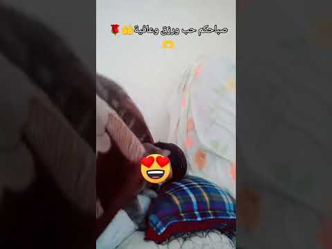 بزااف ديال الحب تعنيقة منو كتنسني دنيا Cat قطط Catlover Explore Pyf Shortvideo Shor