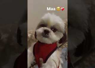 Maa Shortsfeed Maa Pets Petlover 2026 March Explore Youtubeshorts