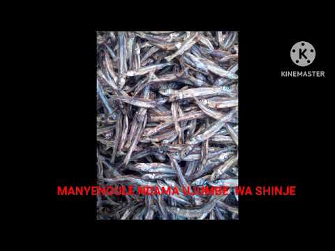 MANYENGULE NDAMA UJUMBE WA SHINJE BY LWENGE STUDIO