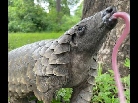 SHUHUDIA MAAJABU YA ULIMI WA KAKAKUONA GUNDI NDANI YAKE