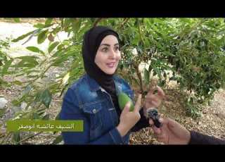  تميز ونجاح زراعة الافوكادو في الاردن الذهب الاخضر مع الشيف عائشه ابوصقر والمهندس زكي ياسين