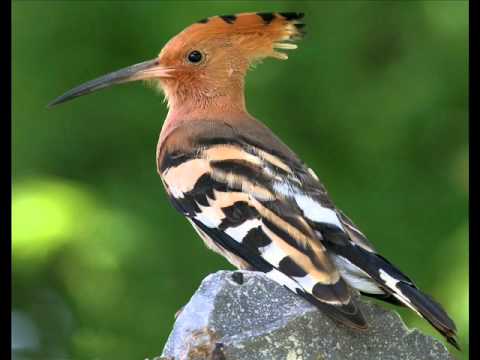 الشحات أنور من النمل قصة هدهد سليمان