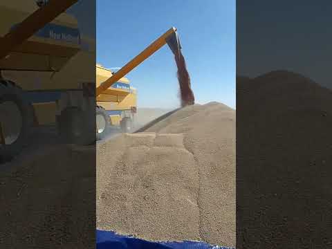 االمزارع عادل المصري ھذا القمح في المملكة العربية السعودي ارض الخير تحت اشرافي والحمد للة