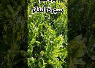 سورة التكاثر بصوت عبدالباسط عبدالصمد