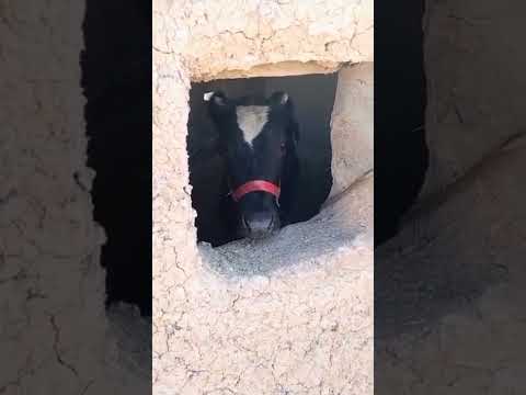 بقرة تعرضت لعظة كلاب مسعوله اصبحت تعض كل من يقترب منها داء الكلب