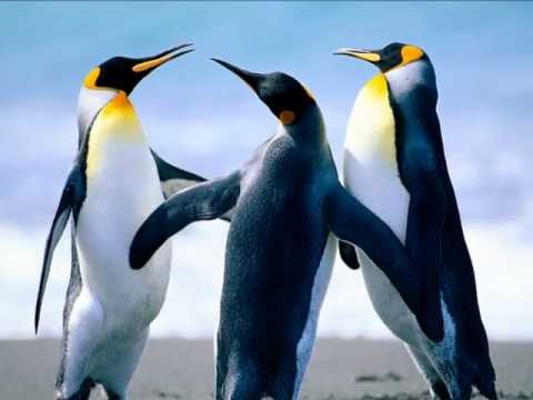 انشودة مشاري بن راشد العفاسي لك الحمد دوما