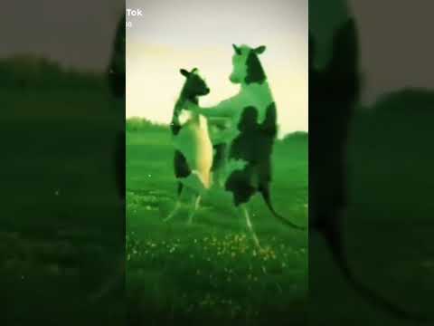 عبودي بودي بودي الي اسمه عبودي بودي خلي يكتب بلتعليقات عبودي بودي بودي الي اسمه عبودي بودي خلي يكتب بلتعليقات