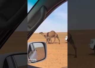  يامرحبا وأسعد ألايام وأبرگها