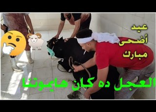  تسليم عجول الاضاحي عيد الاضحي المبارك والعجل ثار وكان هايهد الحيط في مزرعة البارون
