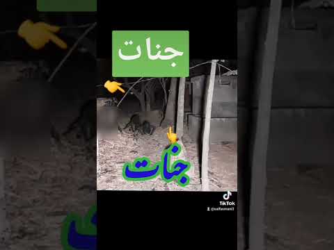 Real Jin جن جنی جنات Saifusmani Shorts Viral Real Jin جن جنی جنات Saifusmani Shorts Viral