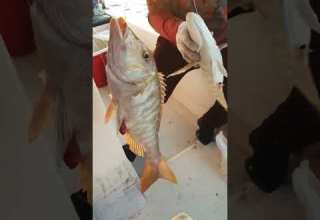 صيد سمك شعري عربي احجام للحجز والاستفسار كابتن ابو فارس 0509343007