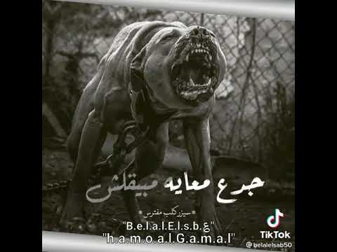 برومو مهرجان عندي كلب ريحه منو حلقولو