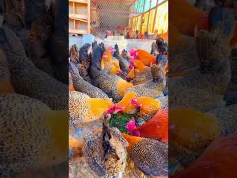 معلومات عن الدجاج الفيومي الذهبي