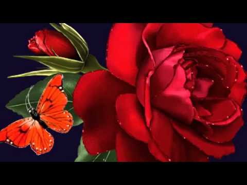 ابوعركي البخيت انت معاي في جواي