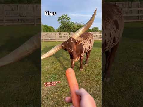 Help Me Feed Some Crazy Animals Animals Shorts Coolanimals