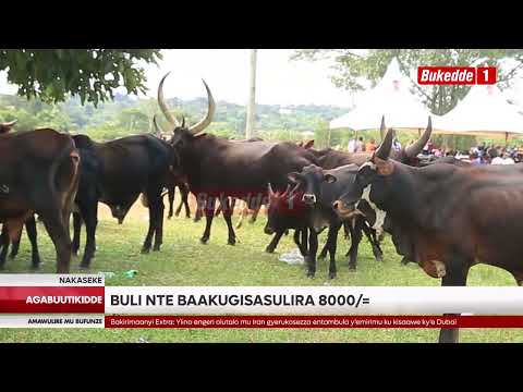 Agabuutikidde Obulwadde Bwa Kalusu Obubaluseewo E Nakaseke Gavumenti Yakutandika Okugema