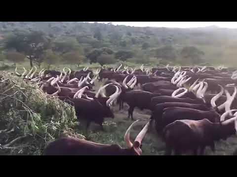 A HERD OF LONG HORNED ANKOLE CATTLE IN UGANDA