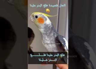 ببغاء لحن طلع البدر علينا
