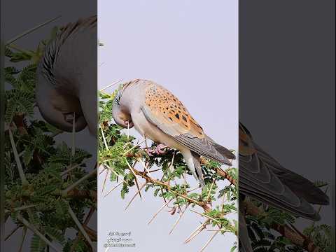 حقائق مذهلة عن هجرة طير القمري أو القميري بعد مراقبته بالأقمار الصناعية