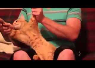 Cat Dancing Dubstep Skrillex Cinema FUNNY