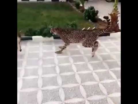 قصيدة عن الذيب ذيب يقتل نمر لا يفوتك قصيدة عن الذيب ذيب يقتل نمر لا يفوتك