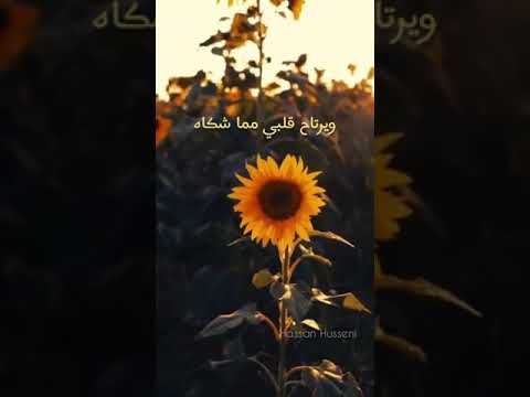 بعينيك امي تطيب الحياة احمد النفيس مونتاج تصميمي حالات واتس بعينيك امي تطيب الحياة احمد النفيس مونتاج تصميمي حالات واتس