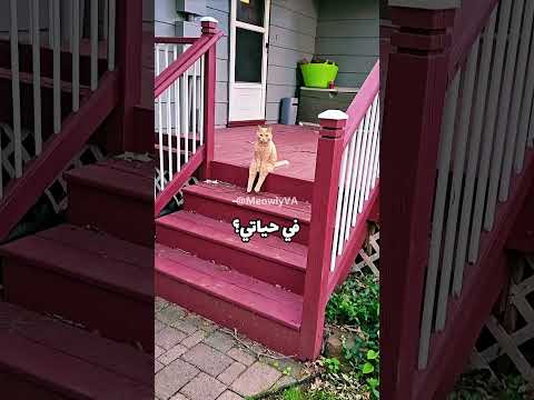 حياتي في الاجازة اكسبلور Funny Catvideos Catmeme