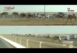 ش10 الزبارة لـ محمد عبدالله ناصر الحفيظ المري المحلي السابع 31 1 2025ص ثنايا بكار مفتوح 12 44 84