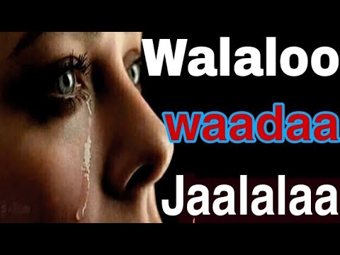 Walaloo Jaalalaa Lahpee Nama Cabsu Walaloo Jaalalaa Lahpee Nama Cabsu