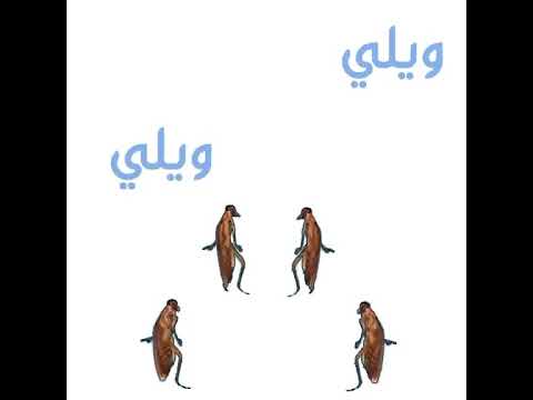 ولي ولي من الصراصير اهميه اكسبلور ويلي صراصير