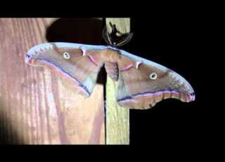 Very Interesting Moth With Girlfriend Ganine
