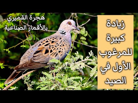 زيادة كبيرة للمرغوب الأول في الصيد ونتائج فريدة عن هجرة طيور القمري كشفتها متابعته بالأقمار الصناعية