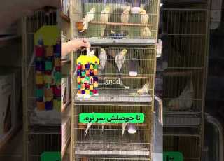 ۵ وسیله ضروری تو قفس پرنده ت