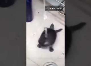 احمد محسن