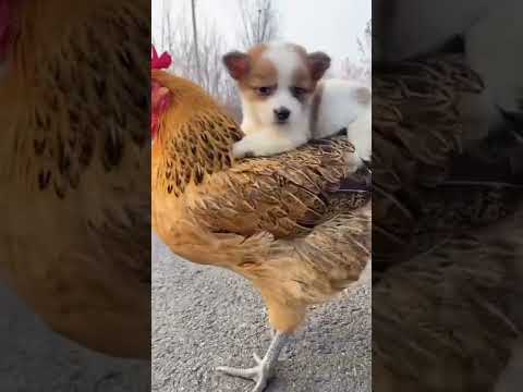 Forest Animals حيوانات الغابه