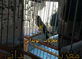 تغريد اون الويداني