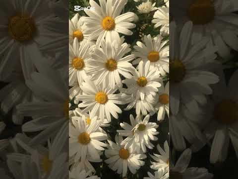 ظلموه عبد الحليم حافظ بدون موسيقى بدون موسيقى Müziksiz Without Music ظلموه عبد الحليم حافظ بدون موسيقى بدون موسيقى Müziksiz Without Music