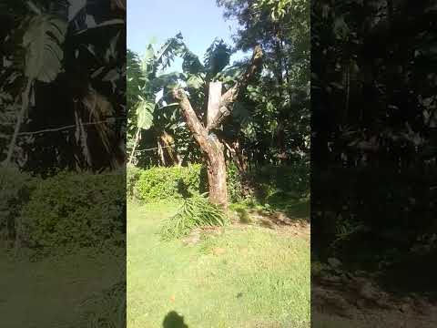 Innocent Morning Kisii Kenya