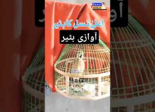  Quail Sound Quail Calling Batair Ki Awaz بٹیر کی آواز Quailsound Quailhunting Birdcall