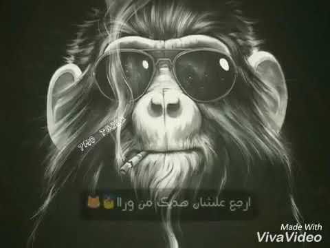 حالات واتس حمو بيكا بطل افورة ياض يابن المرة جامد فشخ