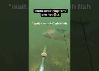  Bro Got Stagger Ahh Fish Forsaken Limbuscompany Johndoe Gasharpoon Funny Memes Shorts