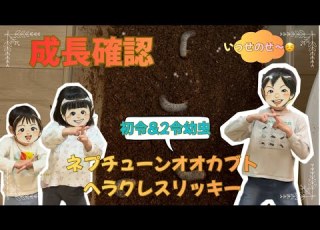  ネプチューンオオカブトとヘラクレスリッキーの成長確認 初令 2令幼虫