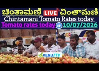 10 07 2026 Today Chintamani Tomato Rates Chintamani Tomato Market Rates Tomato Rates Venu7tv