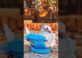  علاج زيت كبد الحوت للحمام حمام طيور شورتات كبد الحوت