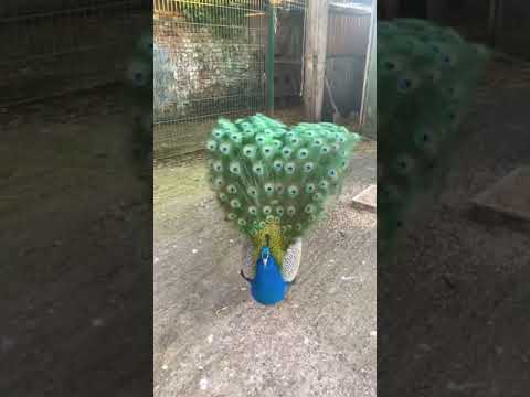 مشية الطاووس ستذهل من المشاهدة طيور حيوانات طاووس