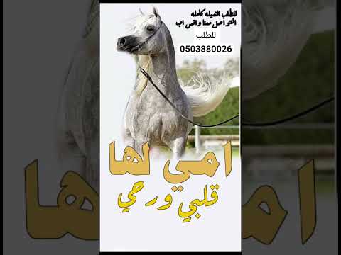 شيله امي شيله امي لها قلبي وروحي هديه مجانيه بدون حقوق