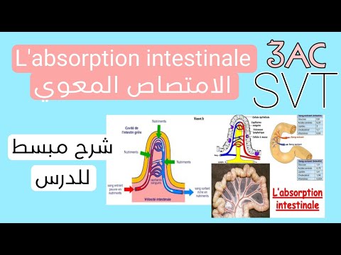 L Absorption Intestinale الامتصاص المعوي L Absorption Intestinale الامتصاص المعوي