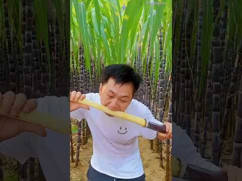 Why Are Chinese Sugarcanes So Soft Sugarcane China Ganna